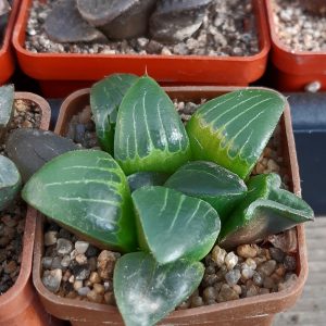 Haworthia mutica hybr