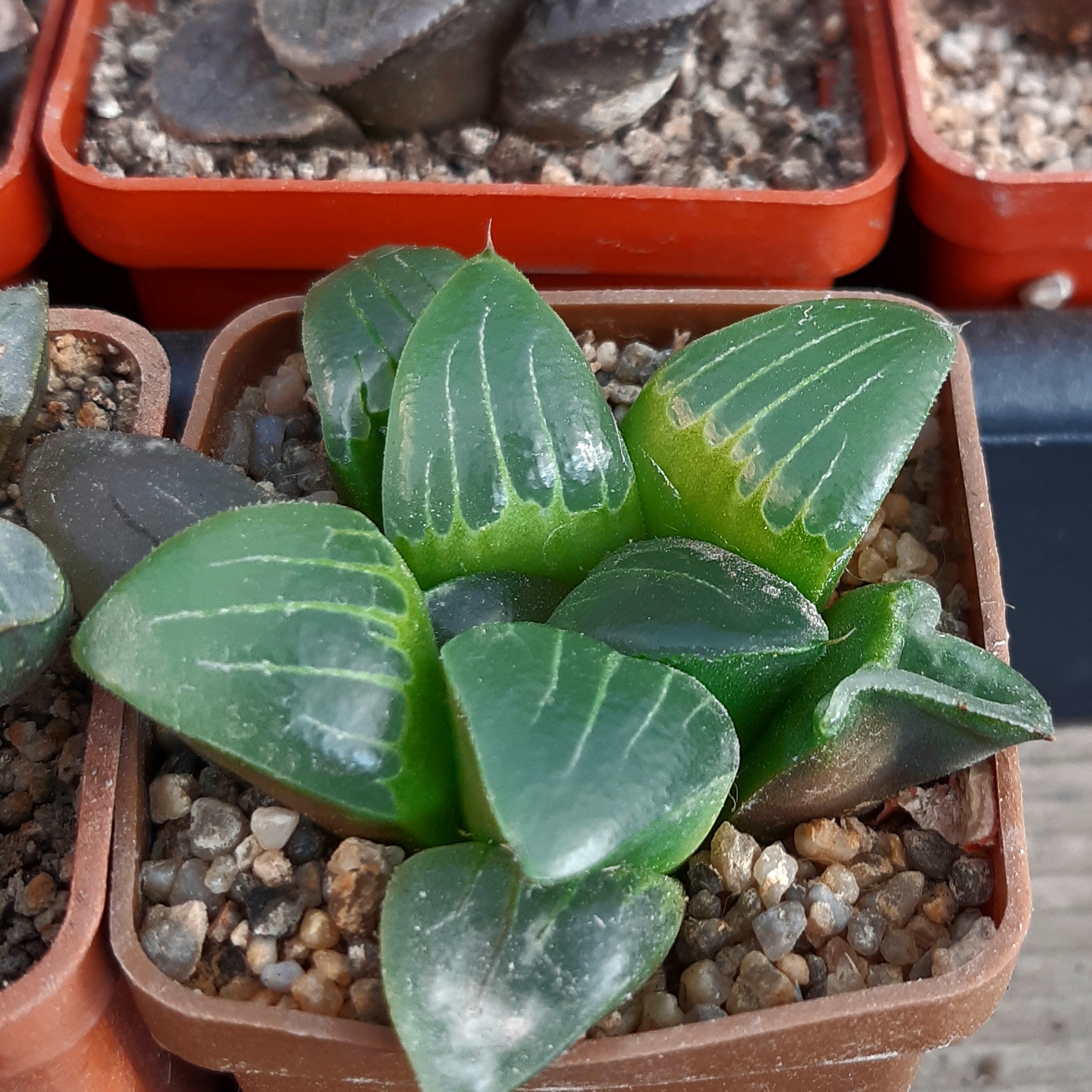 Haworthia mutica hybr