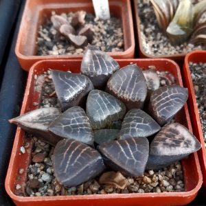 Haworthia comptocorrecta