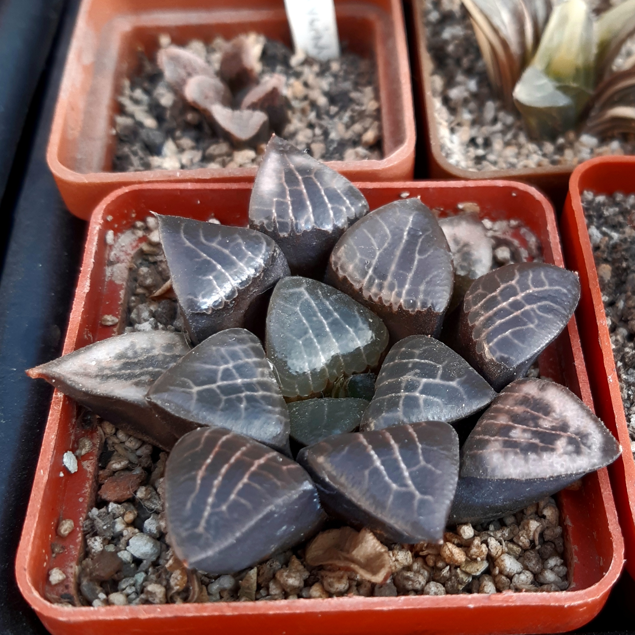 Haworthia comptocorrecta