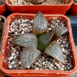 Haworthia comptoniana cv.'Kouhou'