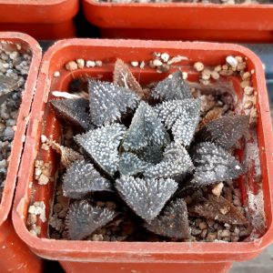 Haworthia 'Yumedono' hybr