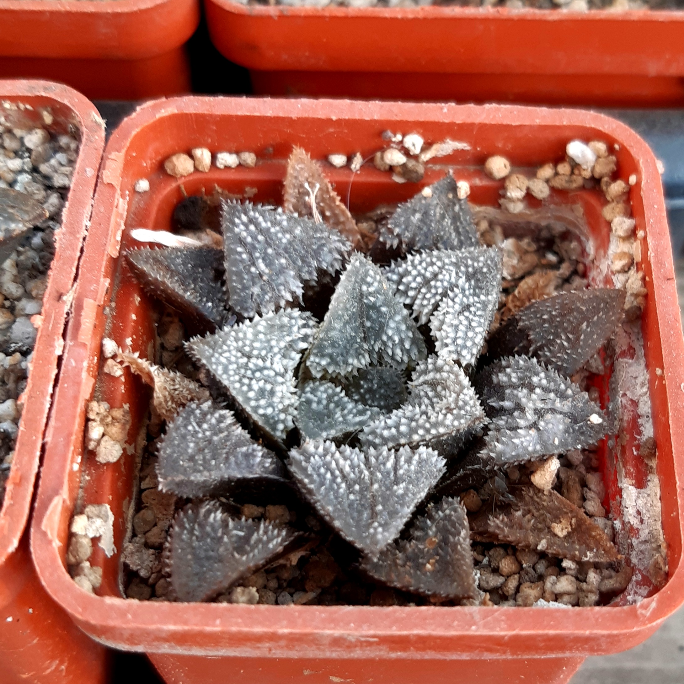 Haworthia 'Yumedono' hybr