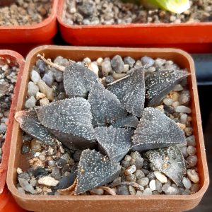 Haworthia pygmaea selection