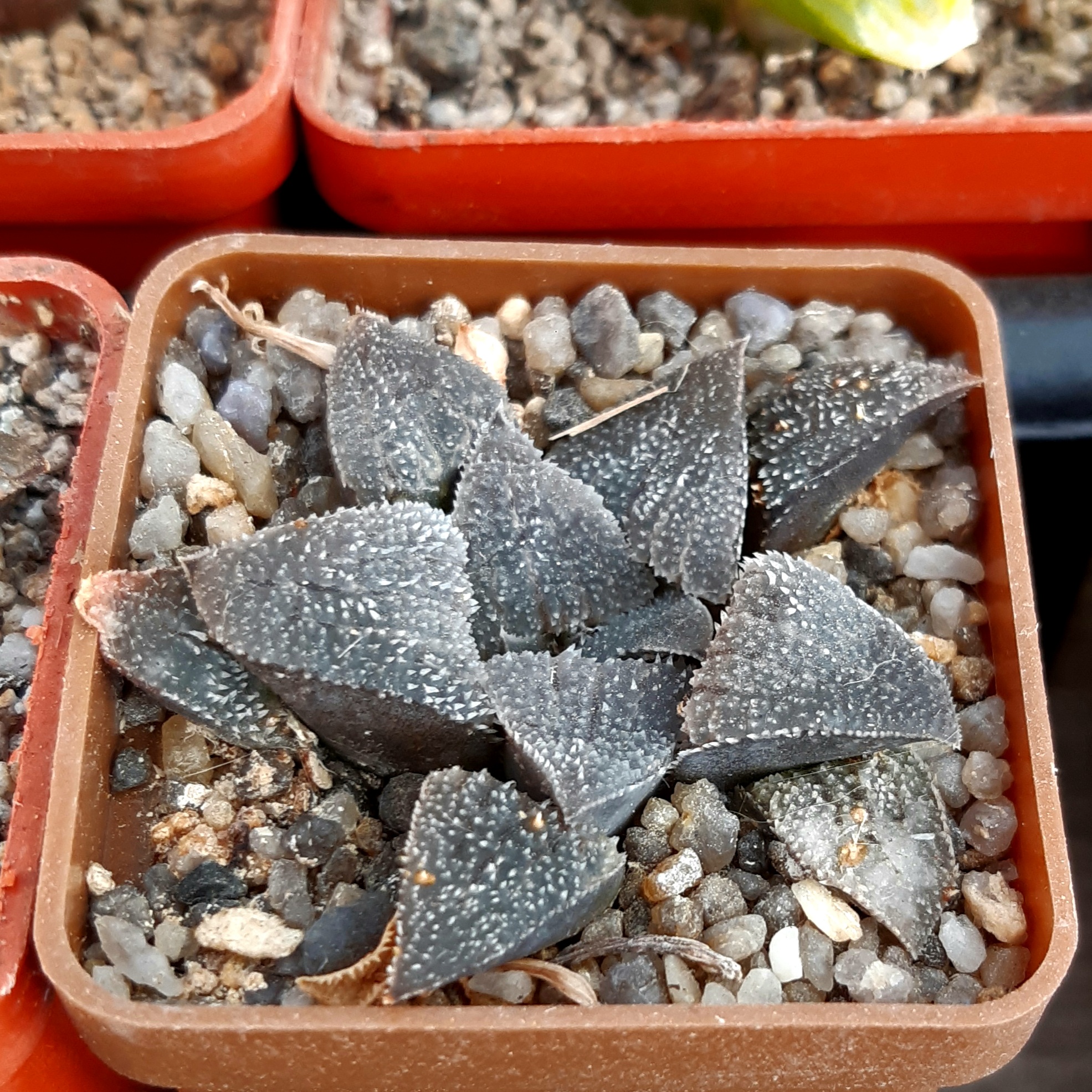 Haworthia pygmaea selection