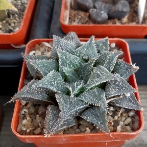 Haworthia wimii