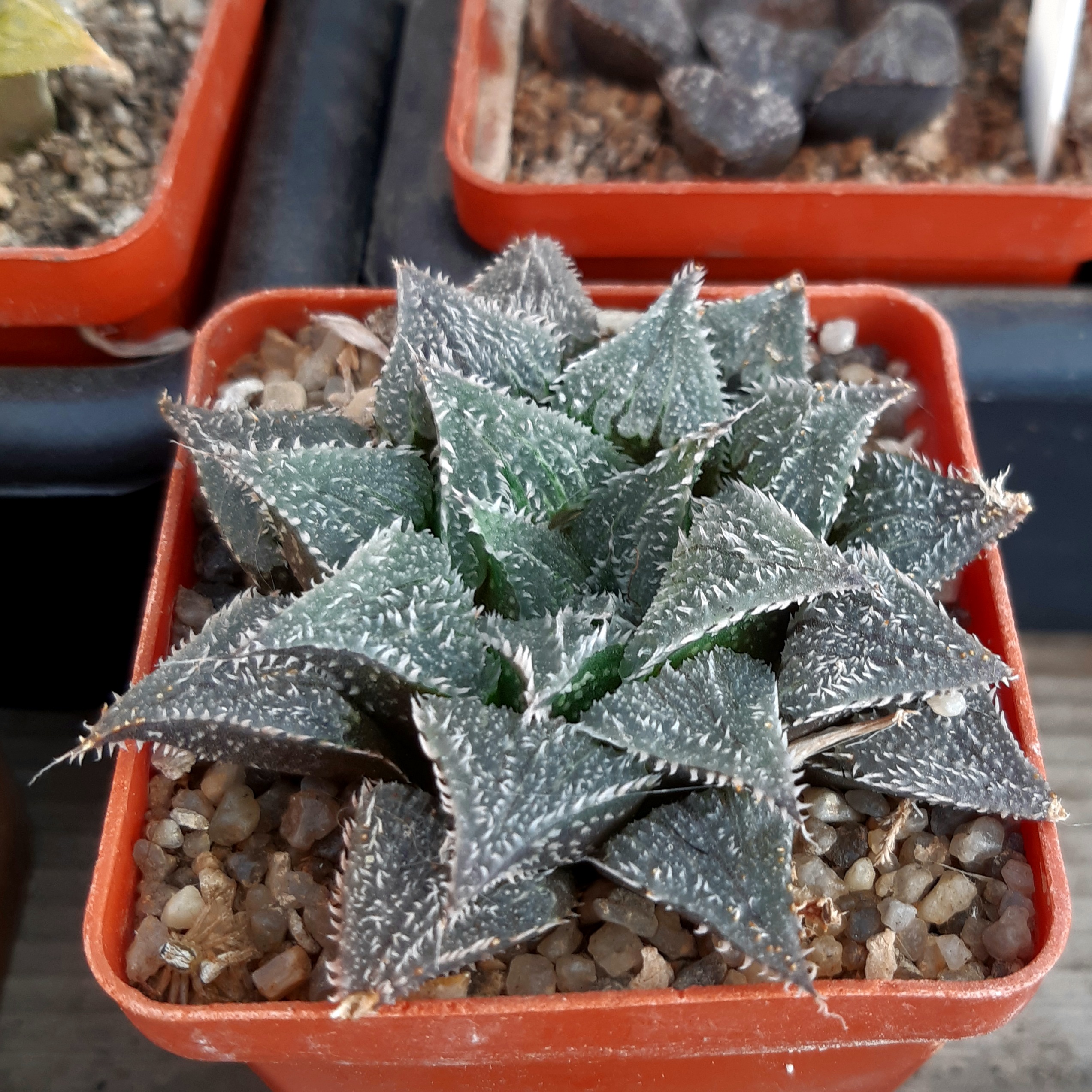 Haworthia wimii