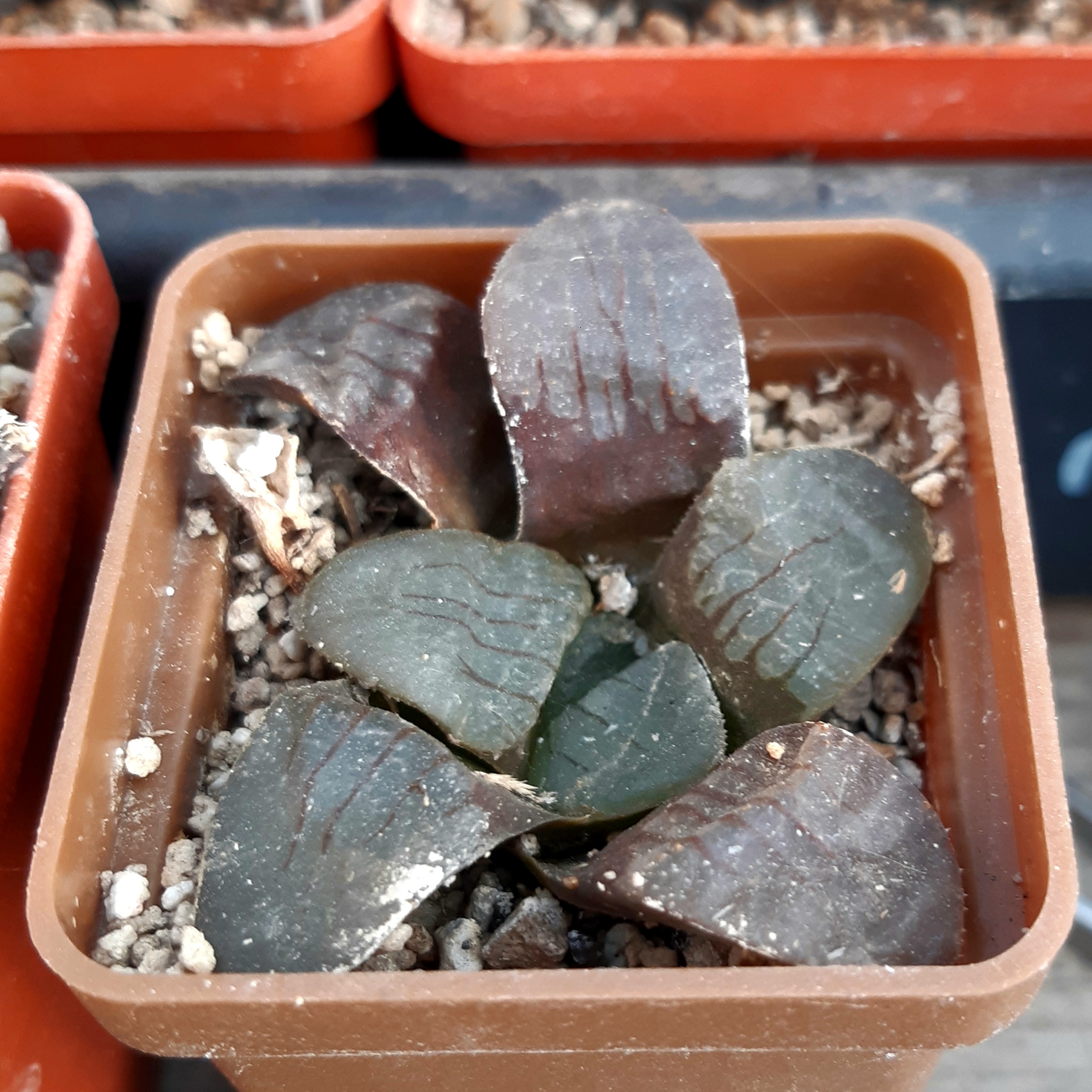 Haworthia springbokvlakensis