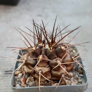 Gymnocalycium delaetii