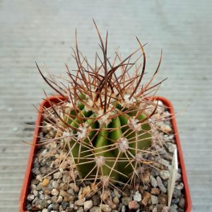 Lobivia ferox 'longispina'  JN1891, Puente La Punilla, Salta, 1533m