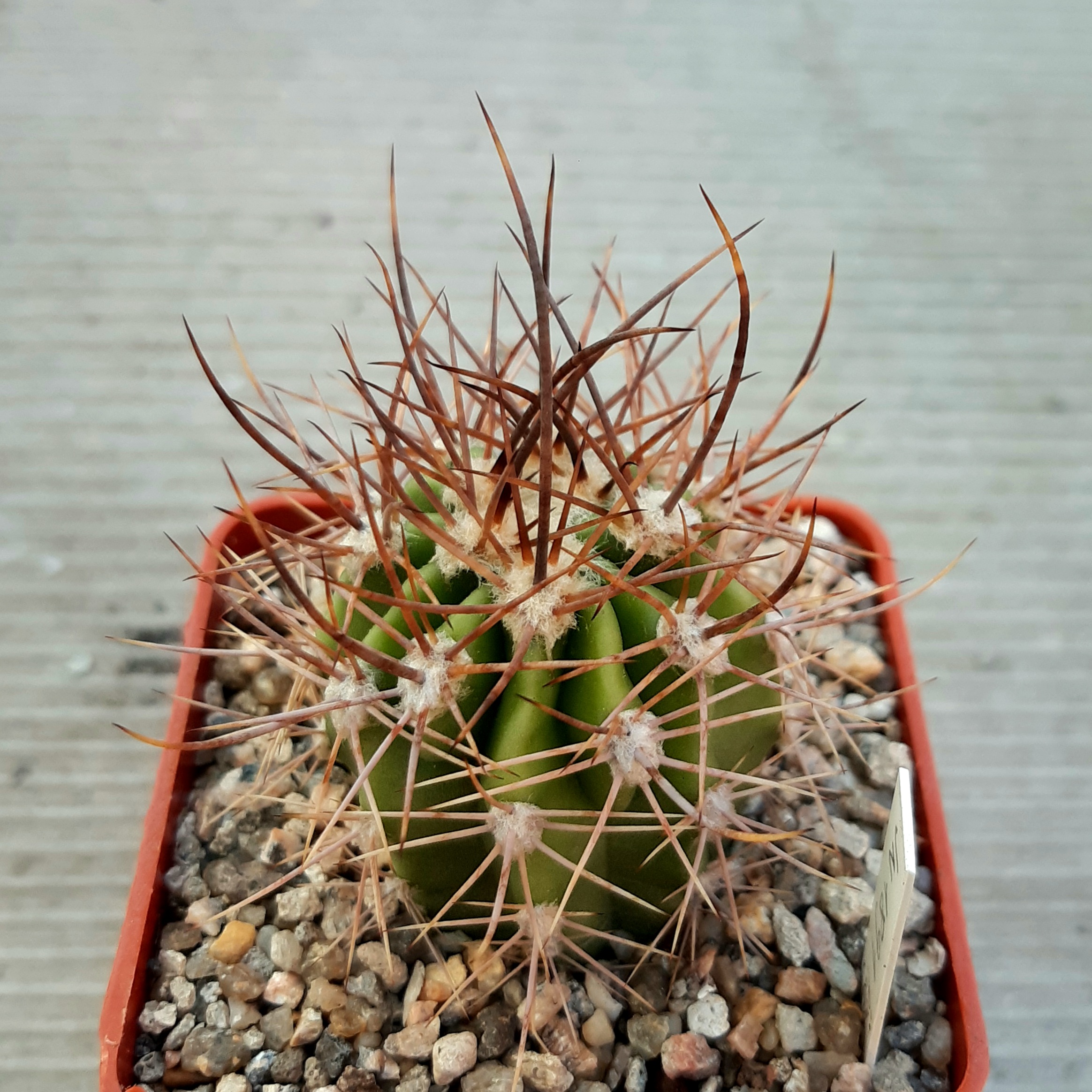 Lobivia ferox 'longispina'  JN1891, Puente La Punilla, Salta, 1533m