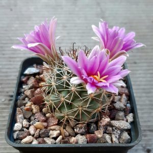 Bartschella schumannii 'globosa'