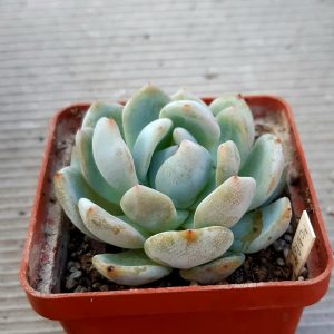 Echeveria 'Monroe Orange'