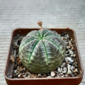 Euphorbia obesa