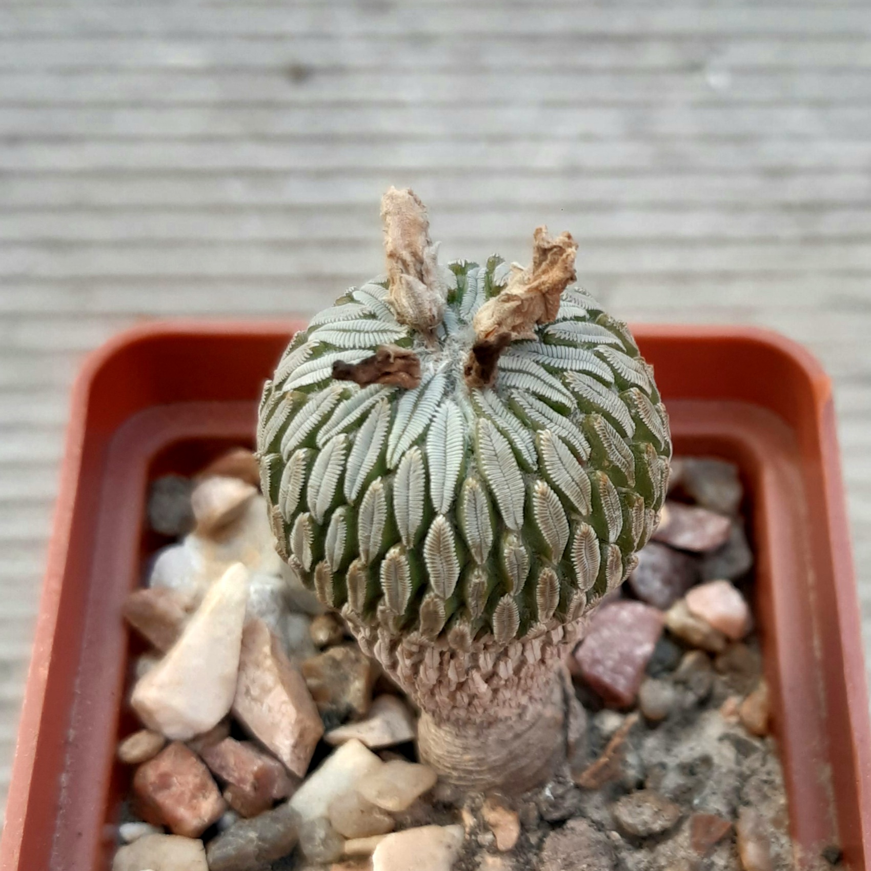 Pelecyphora aselliformis