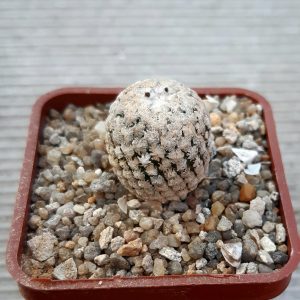 Turbinicarpus valdezianus 'albiflorus'