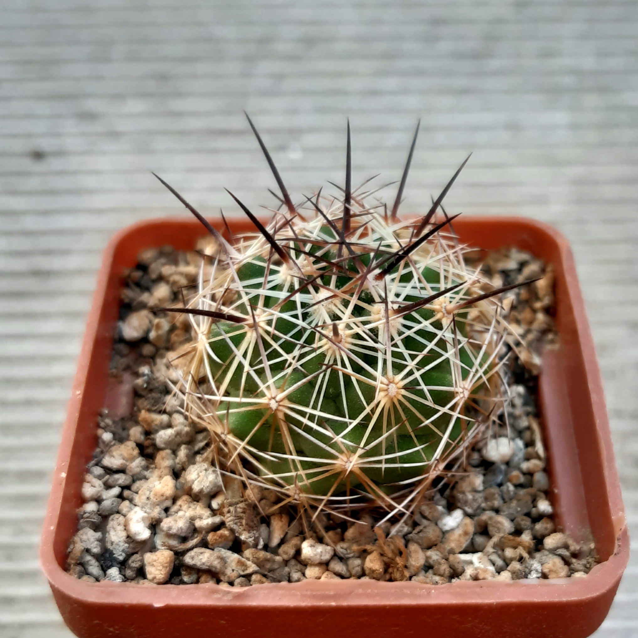 Coryphantha reduncispina PP696