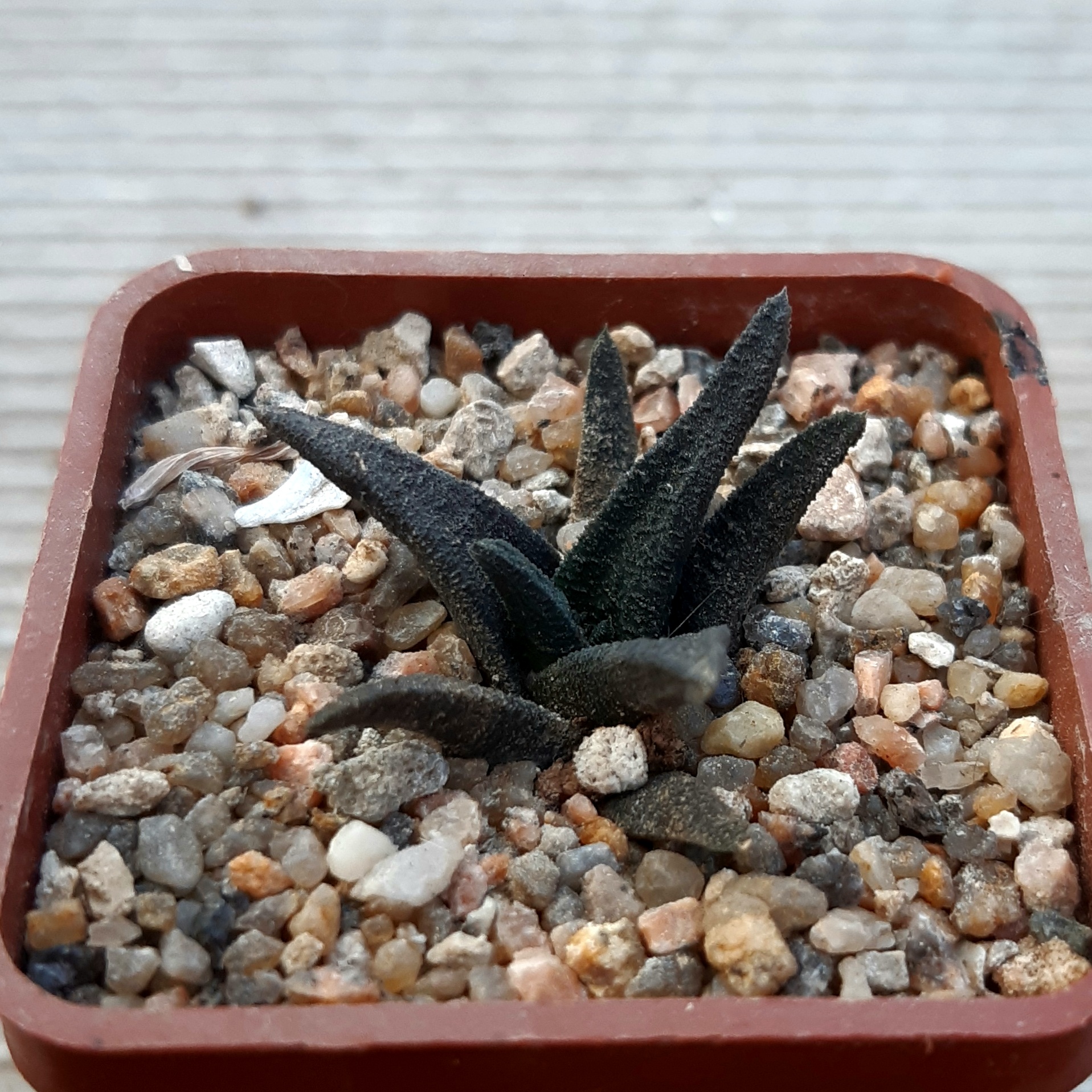 Haworthia sordida