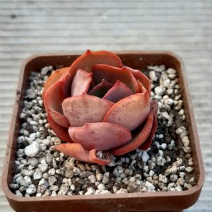 Echeveria 'Suyon'