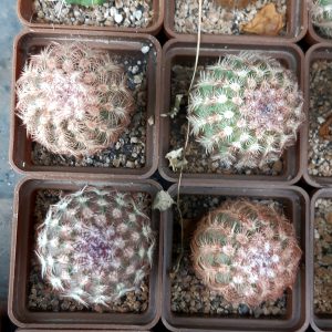 Echinocereus rigidissimus 'rubrispinus' (Mesagarden) (4 росл. разом)