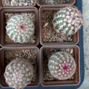 Echinocereus rigidissimus 'rubrispinus' (Mesagarden) (4 росл. разом)
