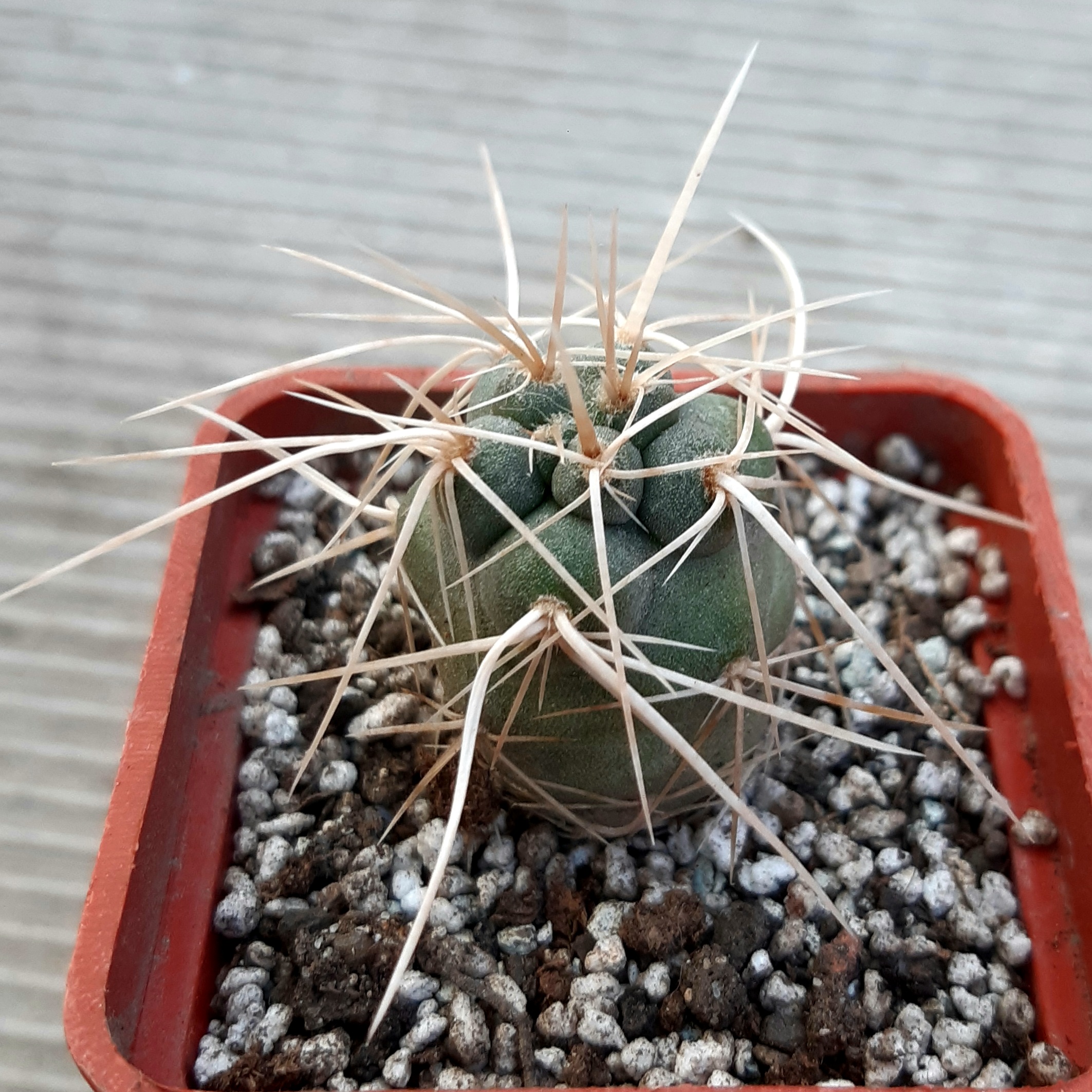 Tephrocactus bruchii 'fiambalensis'  Fiambala, Catamarca prov