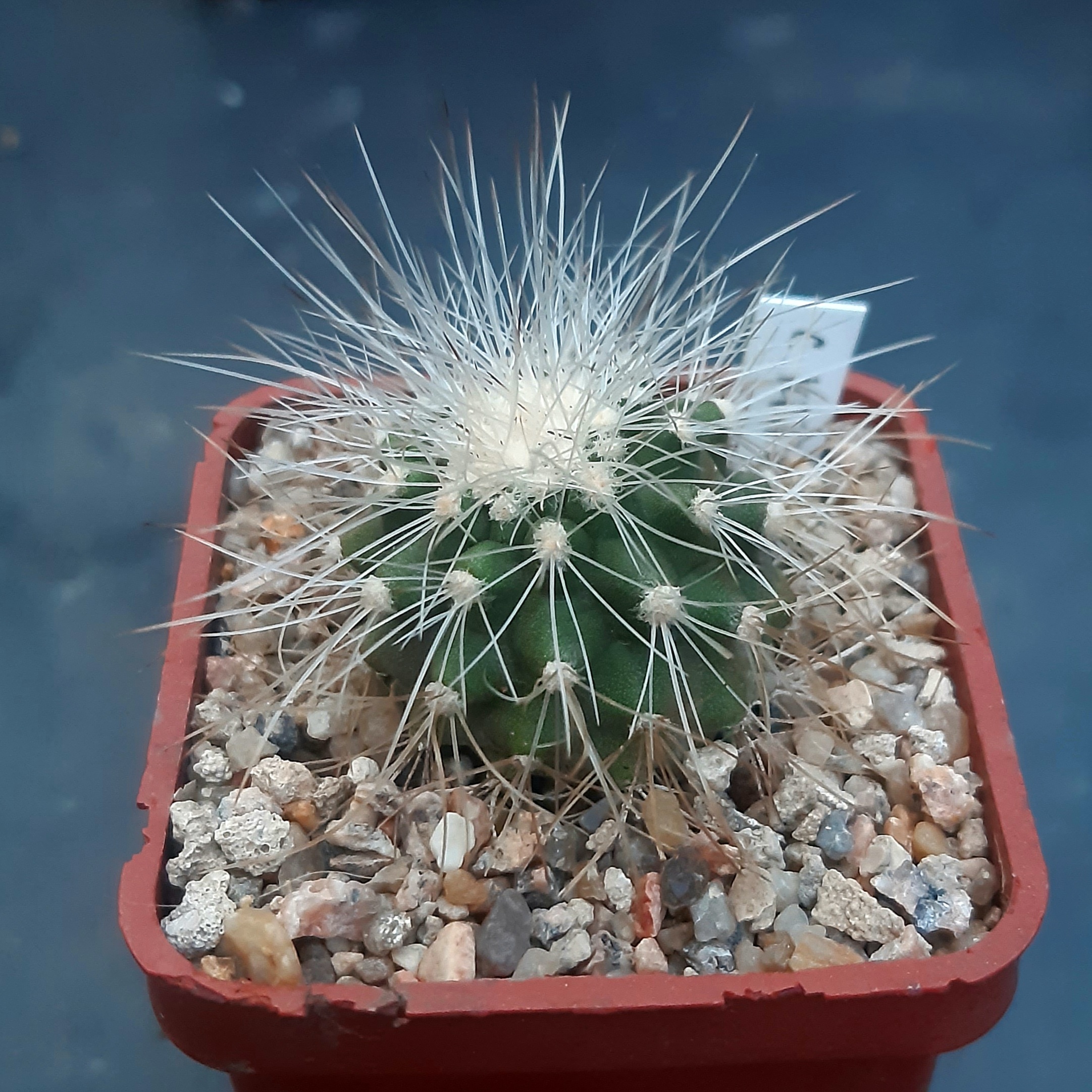 Copiapoa krainziana, Upper Qda San Ramon