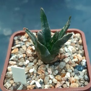 Ariocarpus bravoanus