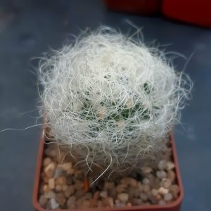 Neoporteria gerocephala