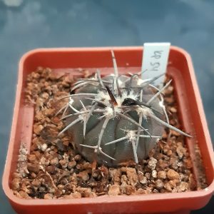 Gymnocalycium spegazzinii ‘sarkae’ KP54 San Felipe, Salta, Arg