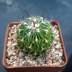 Echinofossulocactus multicostatus ‘zacatecasensis’ #309.425