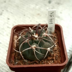 Gymnocalycium coloradense VG401, Sierra de Los Colorados, La Rioja, 692m, Arg