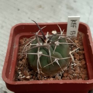 Gymnocalycium coloradense KFF1315 Patquia, 4km behinde vyllage, 573m,La Rioja, Arg.