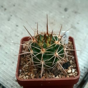 Gymnocalycium horridispinum VG1078 Cerro Bola, 1211m Argentina : Córdoba (yellow sp)