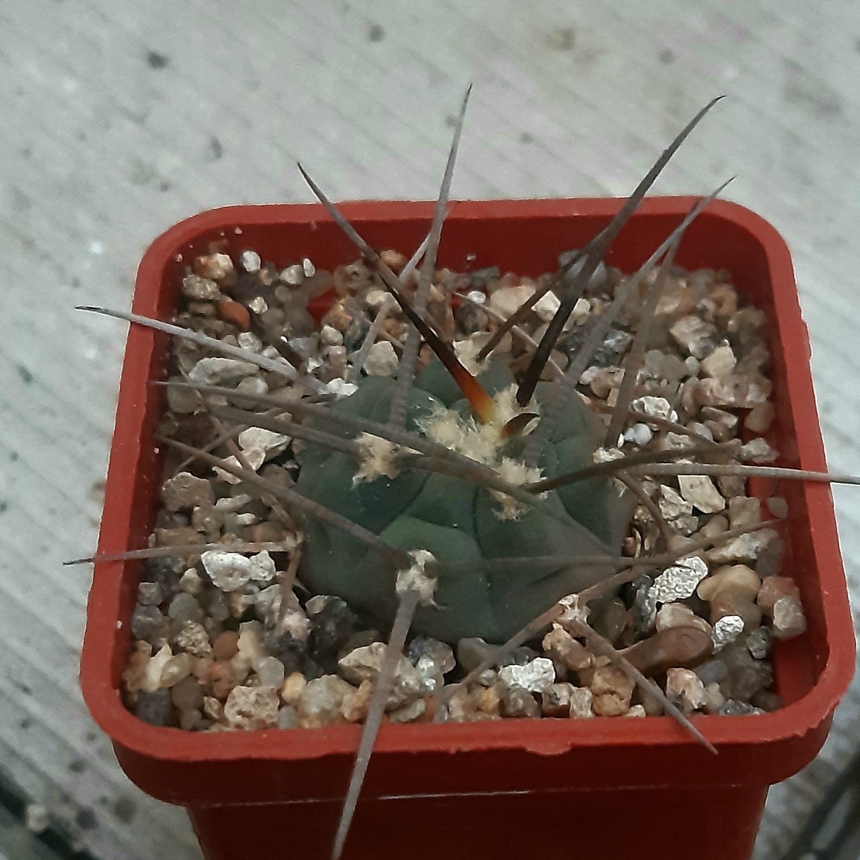 Gymnocalycium armatum VoS 03-074, Tarija (El Paichu 2700 m), Bol