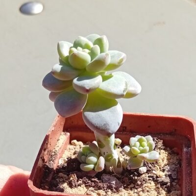 Sedum Clavatum