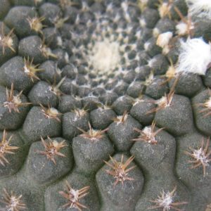 Thelocephala pajonalensis RS2320 насіння