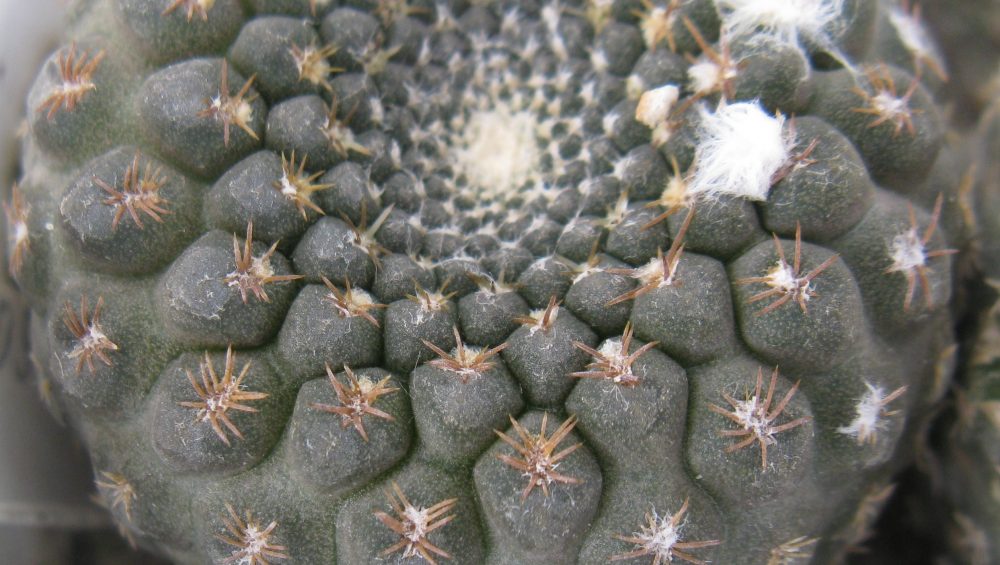 Thelocephala pajonalensis RS2320 насіння