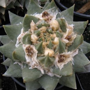 Ariocarpus trigonus KNR45 насіння