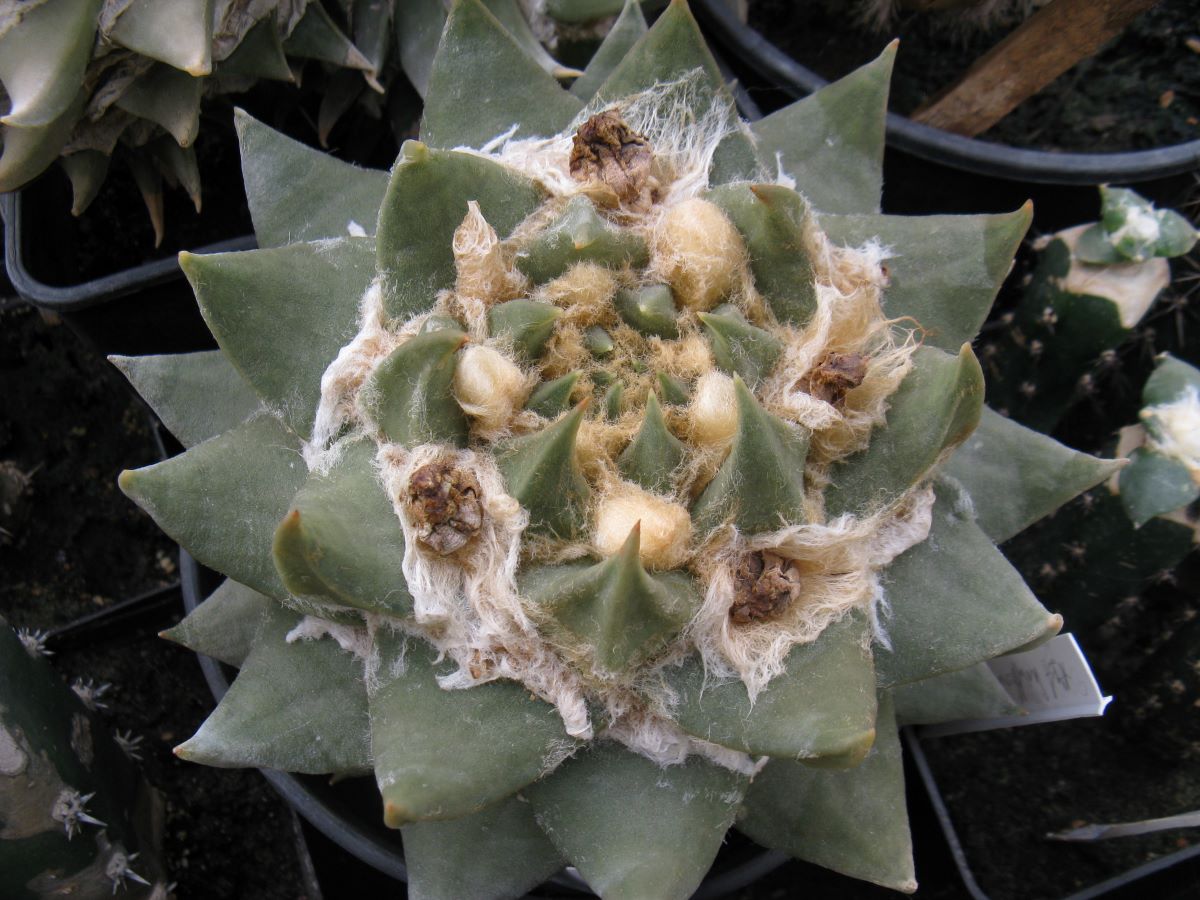 Ariocarpus trigonus KNR45 насіння