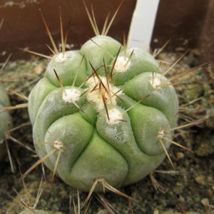 Copiapoa cinerea v albispina