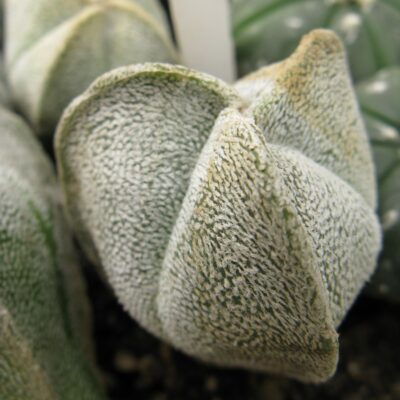 Astrophytum coahuilense cv 3 -ribs