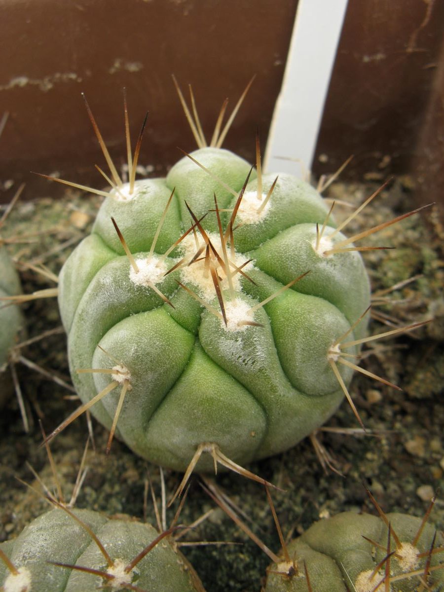 Copiapoa cinerea v albispina