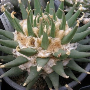 Ariocarpus trigonus v elongatus GM137 насіння