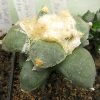 Ariocarpus furfuraceus #1