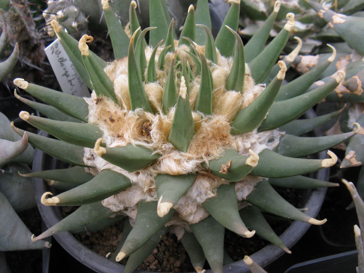 Ariocarpus trigonus v elongatus GM137 насіння