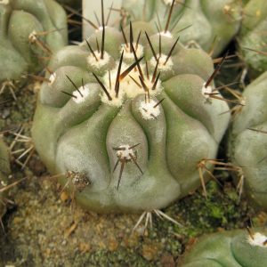 Copiapoa cinerea v albispina RS1430