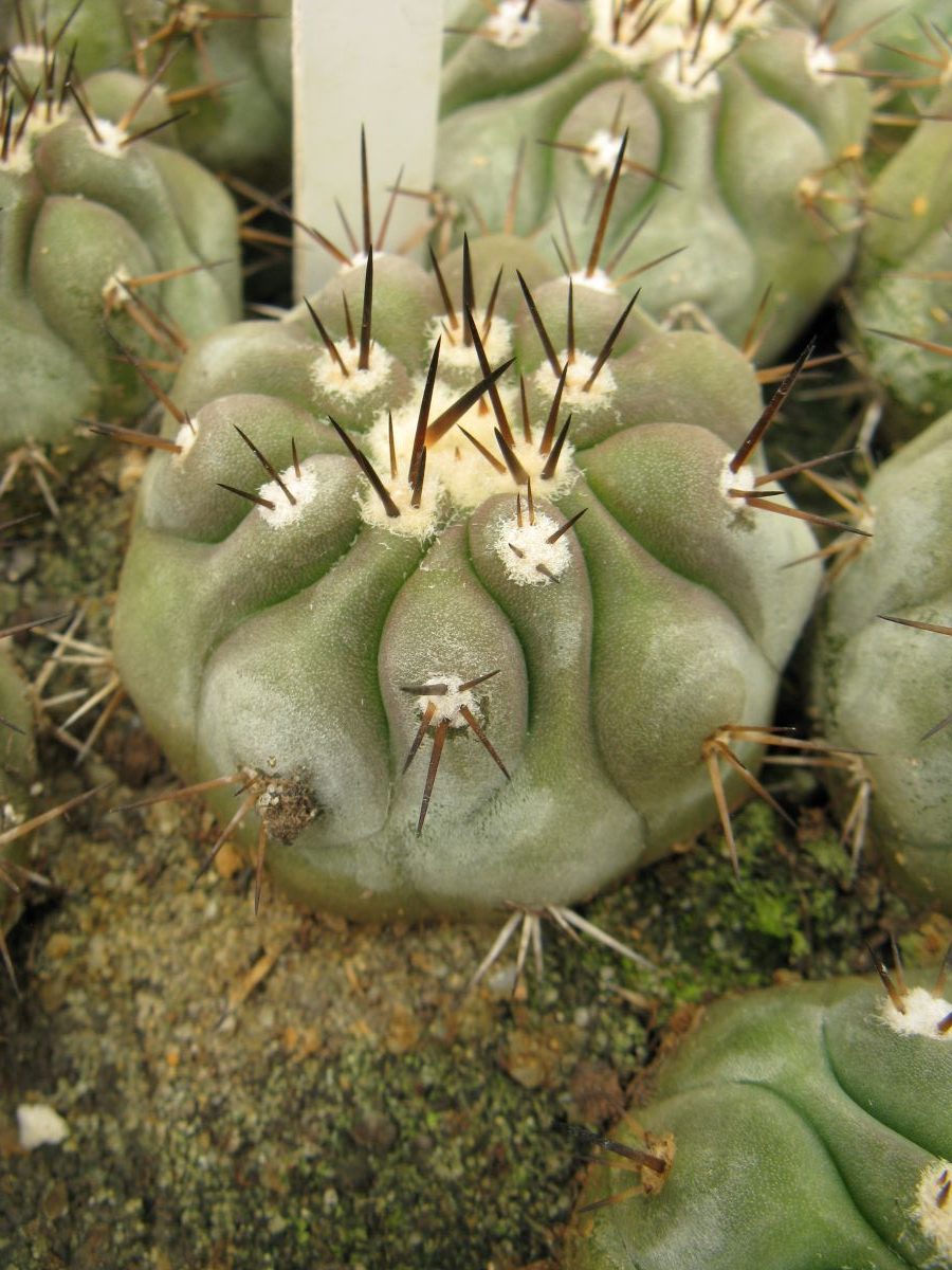 Copiapoa cinerea v albispina RS1430