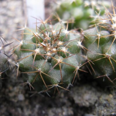 Copiapoa calderana v spinosior MG