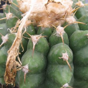 Discocactus mammulosus HU191 насіння